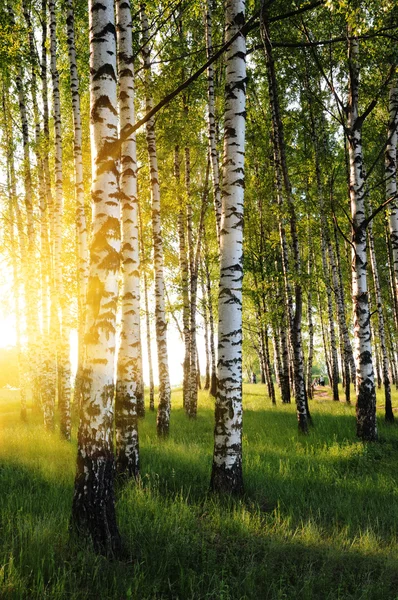 Berken bomen in een zomer woud — Stockfoto