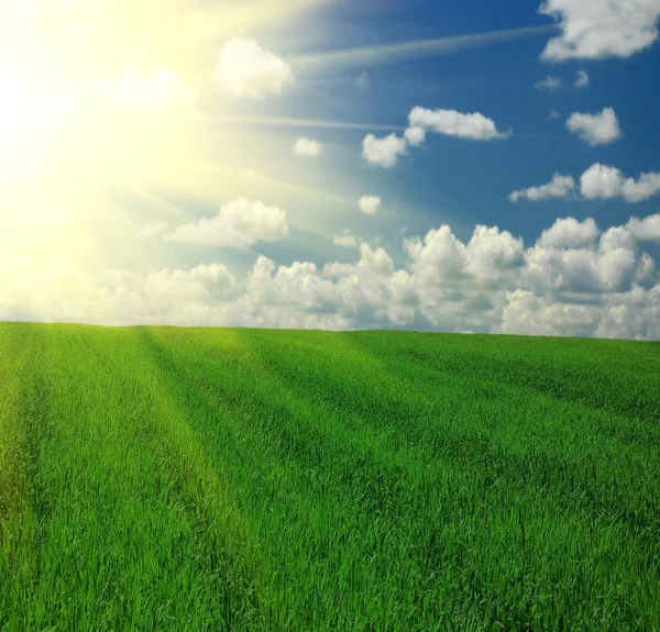 Alan çimen, mavi gökyüzü ve güneş — Stok fotoğraf