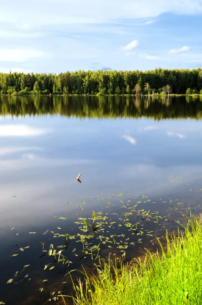 夏の朝湖 — ストック写真