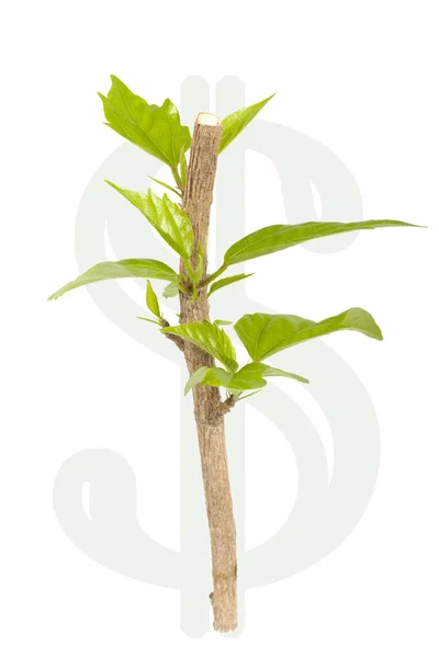 Sprout new leaves and with a dollar sign — Stock Photo, Image