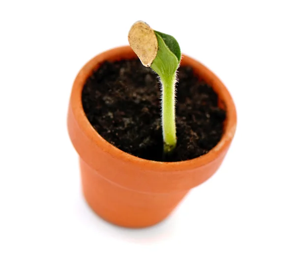 stock image Little plant in pot