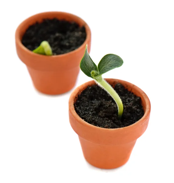 Stock image Sprout in small pot isolated on white background