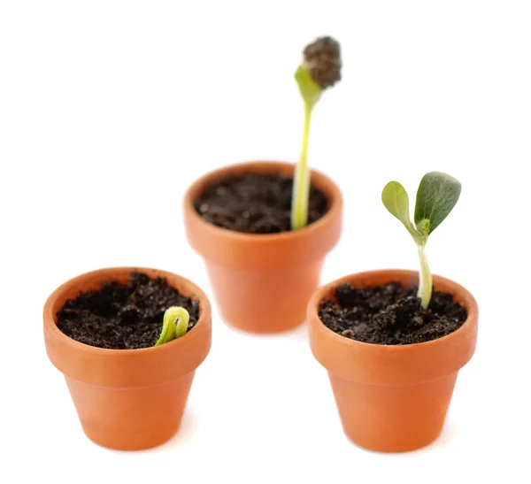 stock image Sprout in small pot isolated