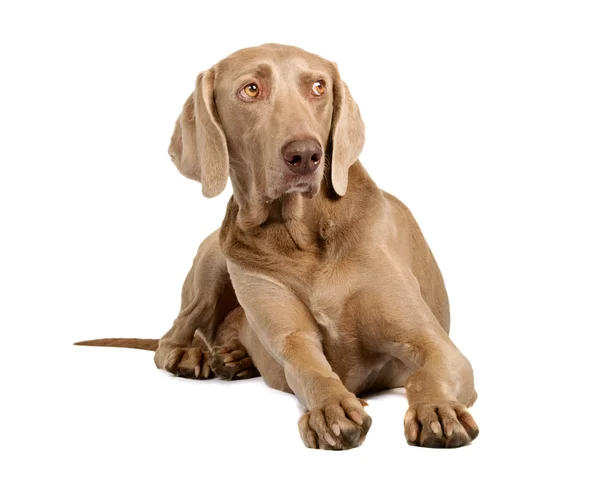 Yalan, beyaz zemin üzerine izole köpek — Stok fotoğraf