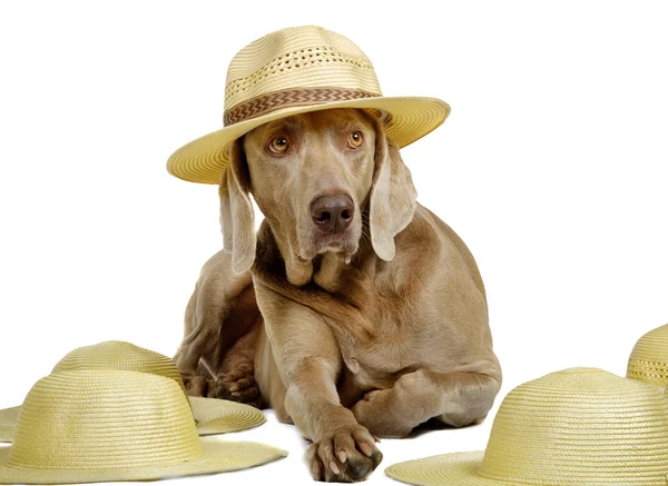 Cão de chapéu — Fotografia de Stock