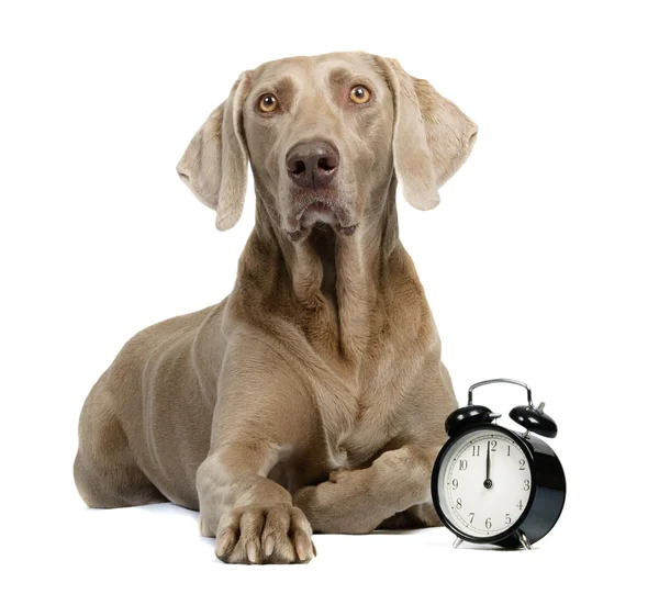 Köpek ve çalar saat — Stok fotoğraf