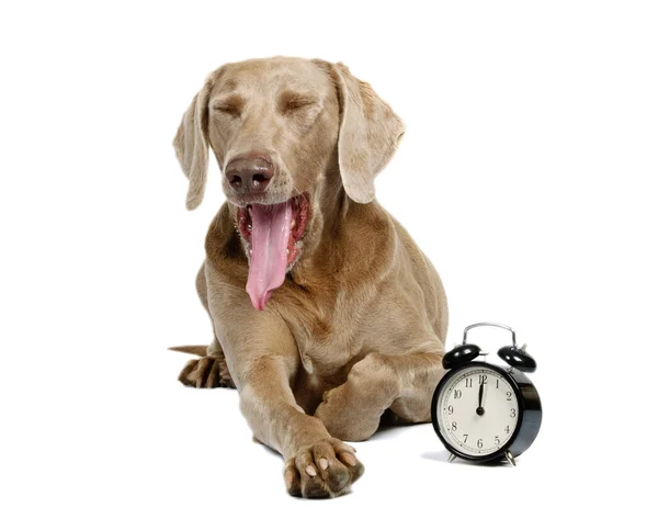 Dog and alarm clock — Stock Photo, Image