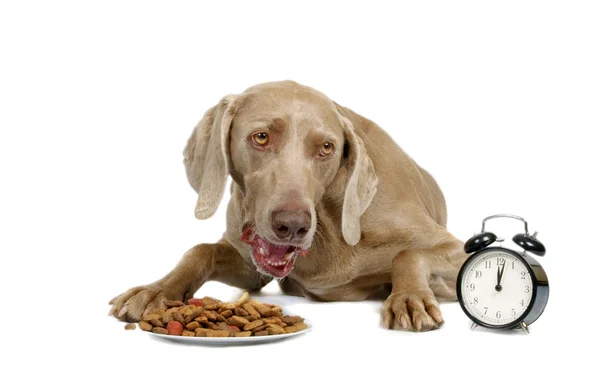 Hungry dog — Stock Photo, Image