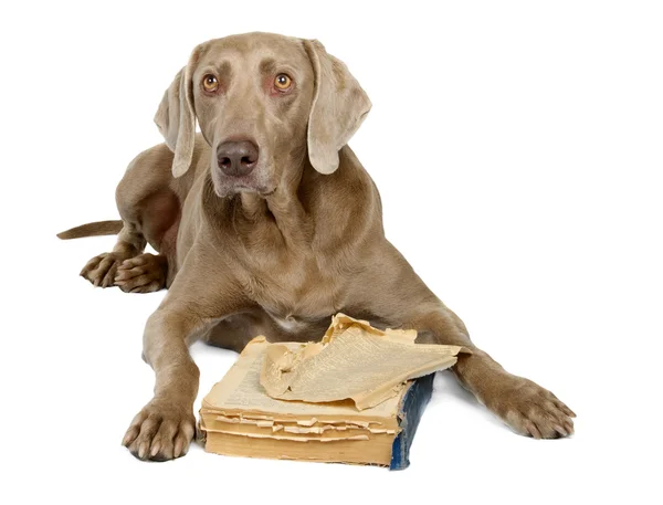 Weimaraner with book isolated on white — Stock Photo, Image