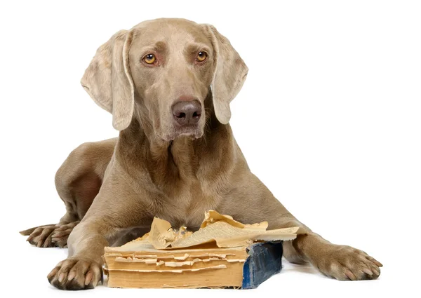 Weimaraner with book isolated on white — Stock Photo, Image