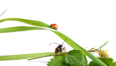 Ladybird isolated on white background clipart