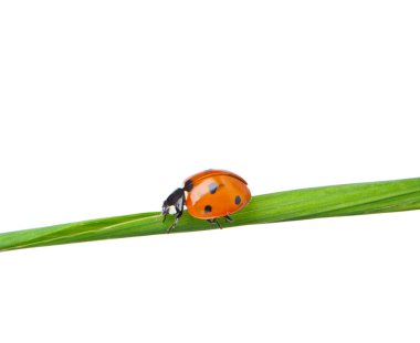 Ladybird clipart