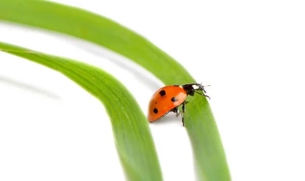 Ladybird на белом фоне — стоковое фото