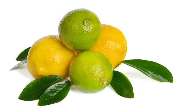 Zitronen und Limetten — Stockfoto
