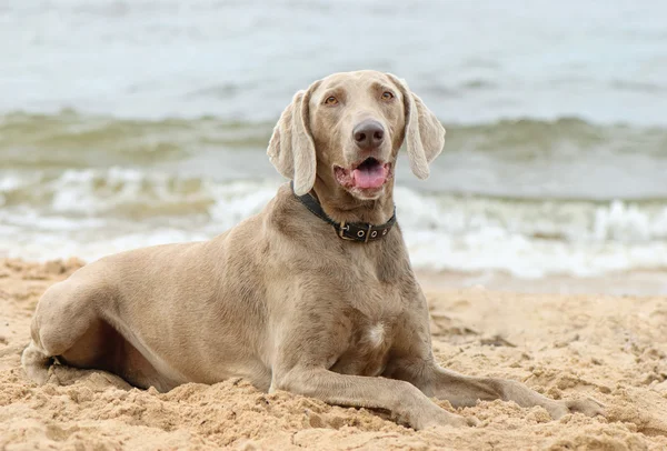 Собака лежит на берегу моря — стоковое фото