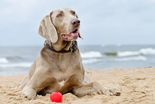 Hond liggend op Zeekust — Stockfoto