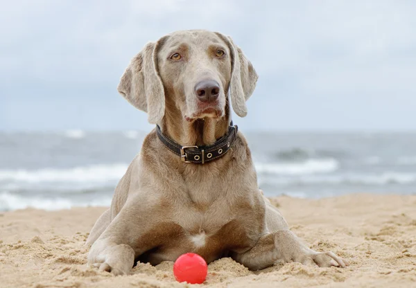 Hund liegt am Meeresufer — Stockfoto