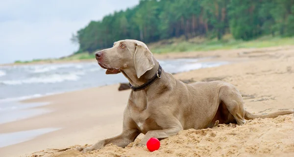 Köpek sahil üzerinde yalan — Stok fotoğraf