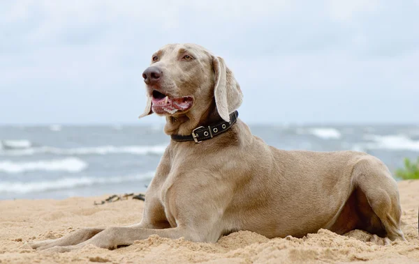 Hund liegt am Meeresufer — Stockfoto