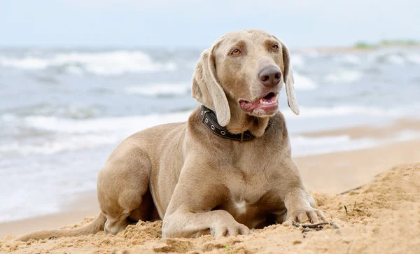 Hund liggande på seacoast — Stockfoto