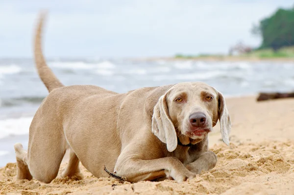狗躺在海岸上 — 图库照片