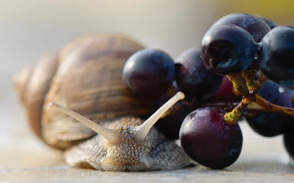 Ogrodowa ślimak i winogron — Zdjęcie stockowe