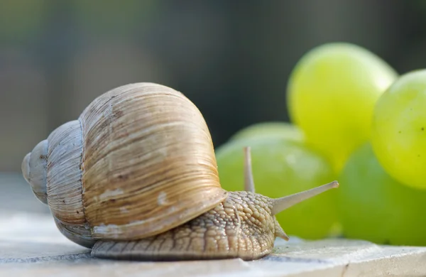 Garden snail and grapes — Stock Photo, Image