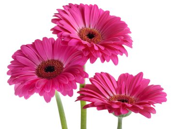 Gerberas isolated on white clipart