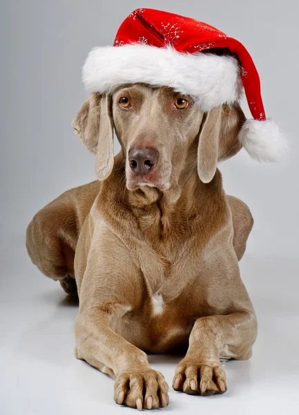 Hond in Kerstman hoed — Stockfoto