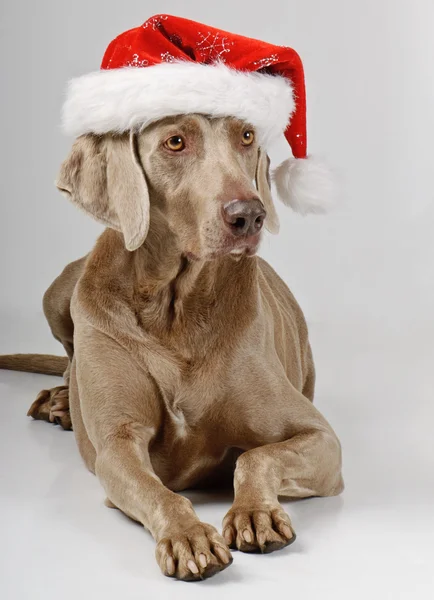 圣诞老人帽的狗 — 图库照片