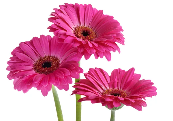 Flores de gerberas fotos de stock, imágenes de Flores de gerberas sin  royalties | Depositphotos