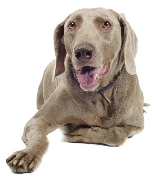 Weimaraner Dog — Stock Photo, Image