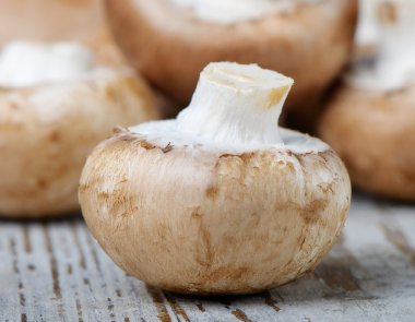 kahverengi champignon