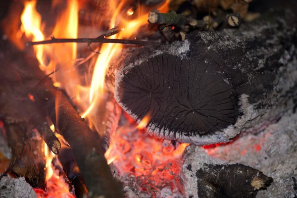 stock image Fire and firewood