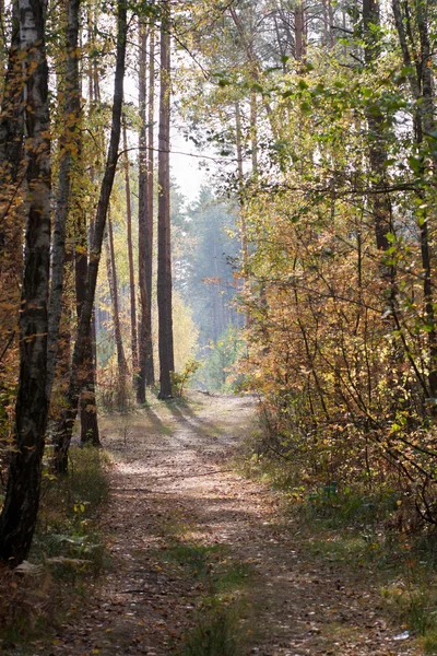 Höst skog Stockbild