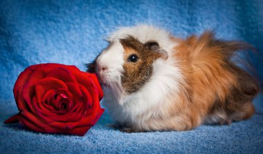 Abyssinian Guinea Pig clipart