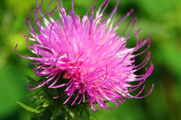Thistle flower macro — Stock Photo, Image