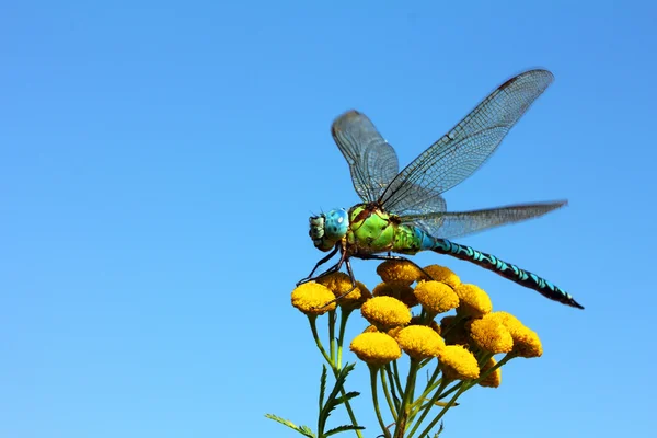 Dragonfly στην κίτρινο λουλούδι — Φωτογραφία Αρχείου