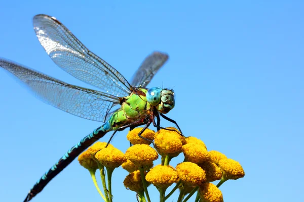 Libelle auf gelbem Blütenmakro — Stockfoto