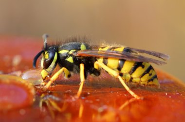 Wasp eating honey clipart