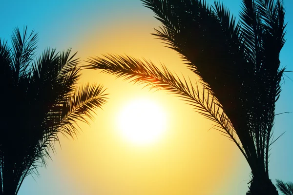 对太阳的棕榈树的剪影 — 图库照片