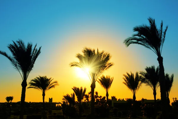 Silhouette di palme contro il sole — Foto Stock