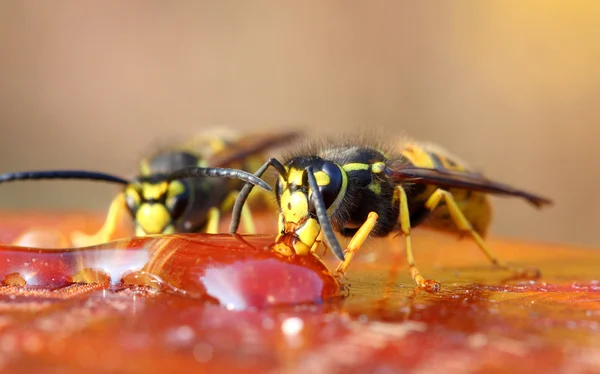 Two wasp eating honey — Stock Photo, Image