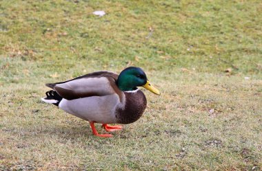 Male mallard duck clipart