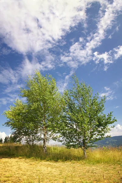 Landscape with birches — Stock Photo, Image