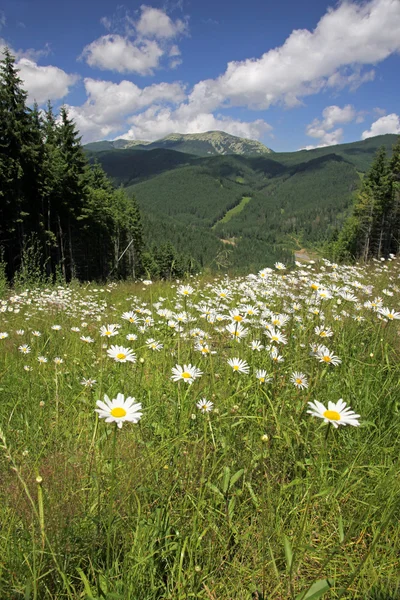 Letní krajina v Karpatech, Ukrajina — Stock fotografie