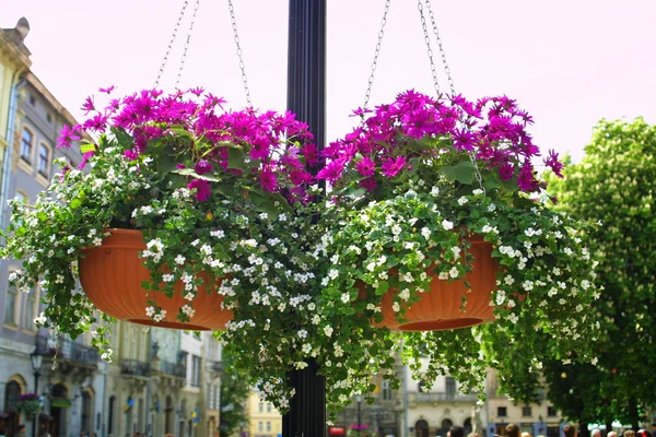 Květiny zavěšené na ulici — Stock fotografie