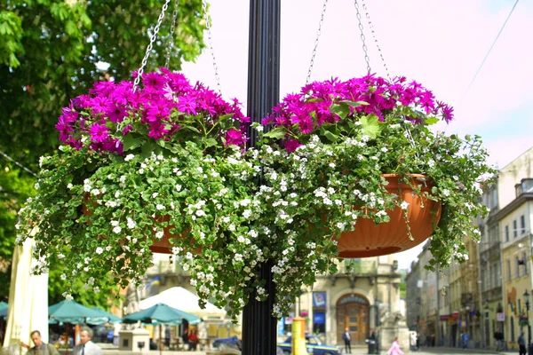 stock image Hanging flowers on a street