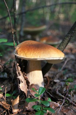 yenilebilir boletus mantarı mantar