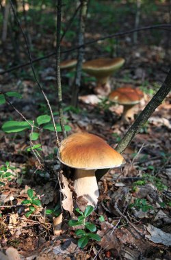 yenilebilir boletus mantarı mantar